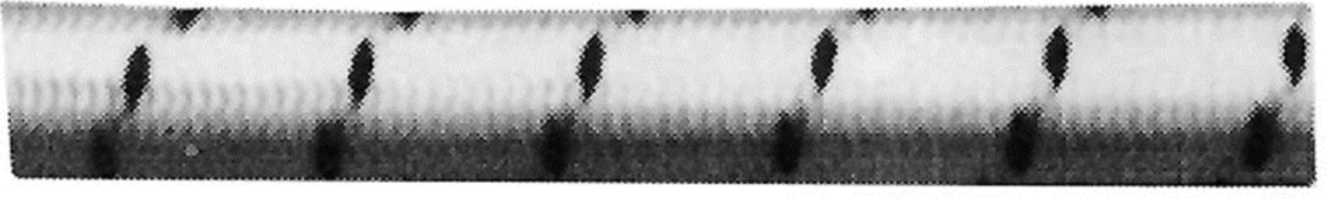 Liros Gummileine weiss, 10 mmØ